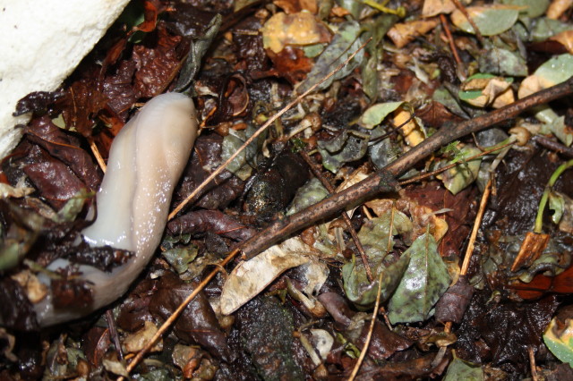 Gestroa (Limax) strobeli? - o Limax di testa blu?